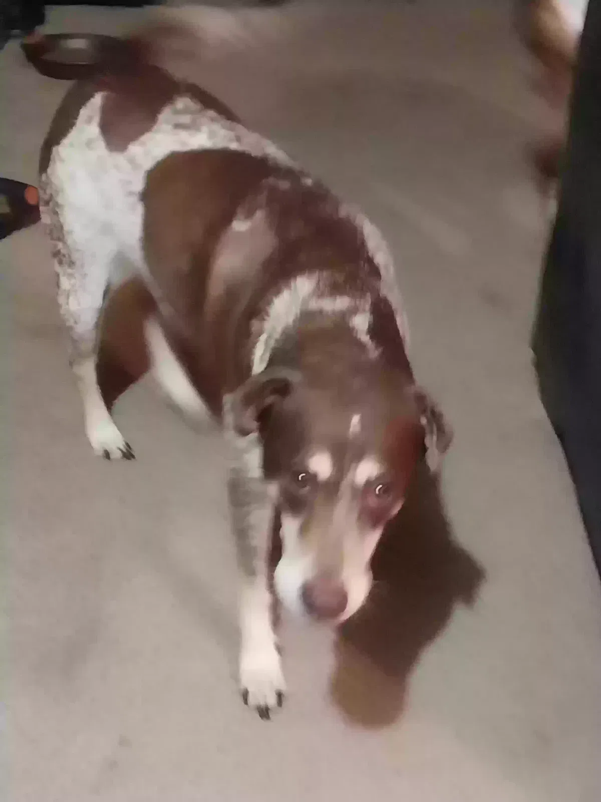 Lost dog in Dallas, TX, 75234