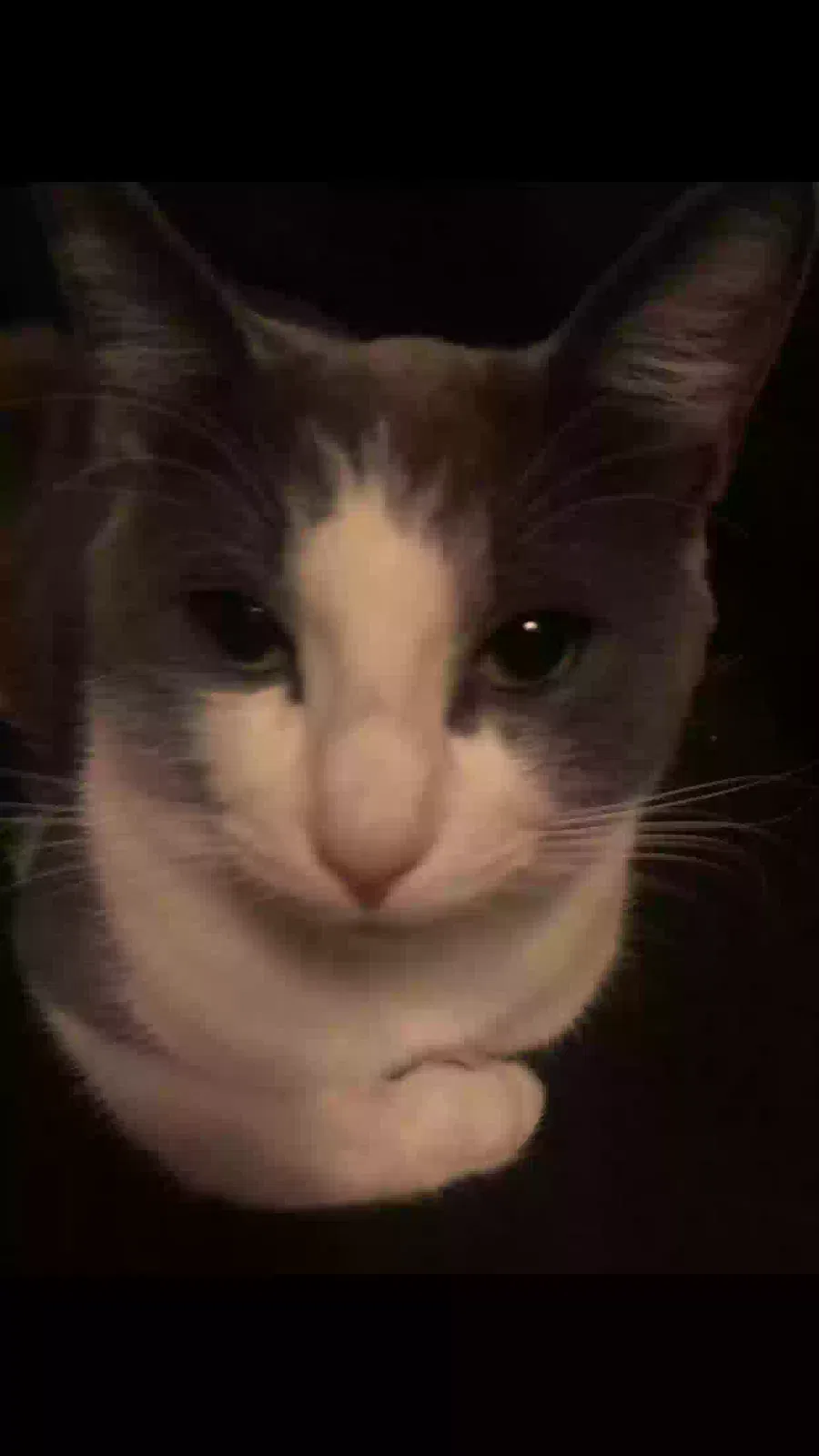 Lost cat in Flint, MI, 48532