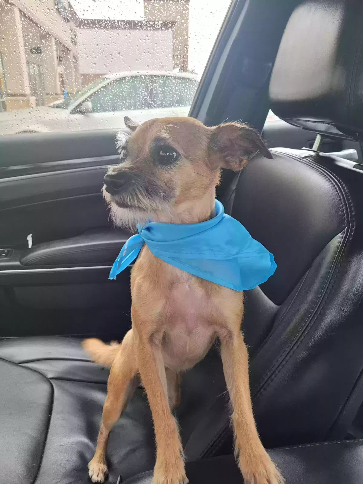 Lost dog in Houston, TX, 77018