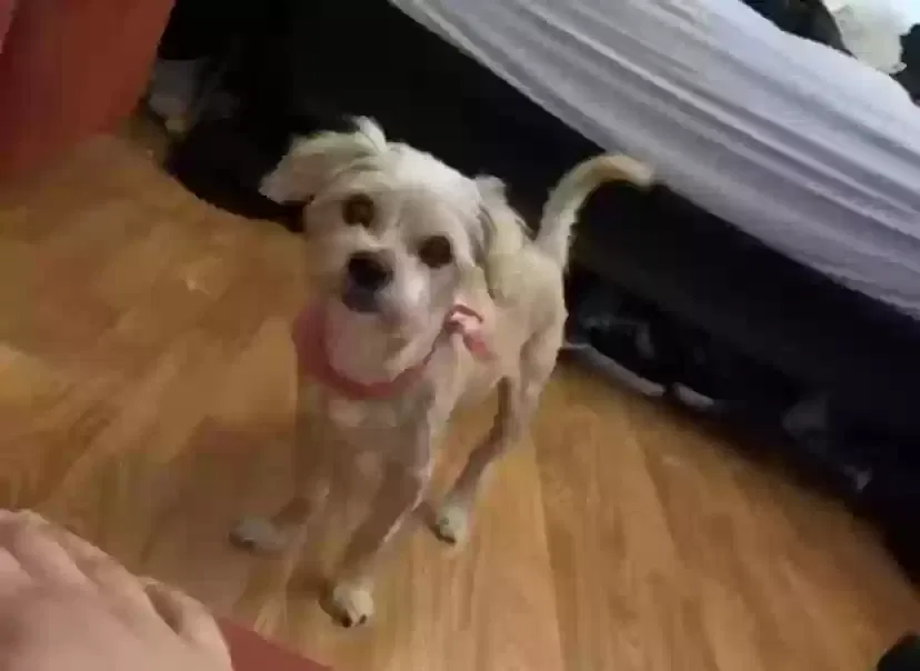 Lost dog in Hawthorne, CA, 90250