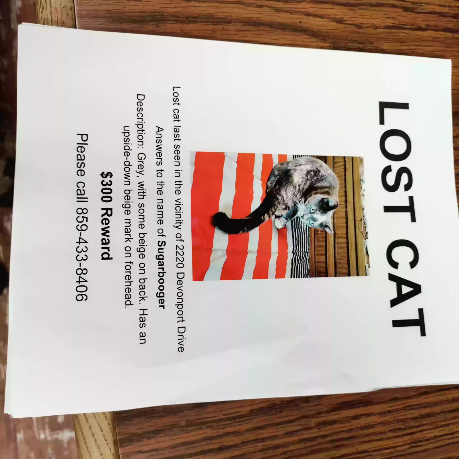 Lost cat in Lexington, KY, 40504