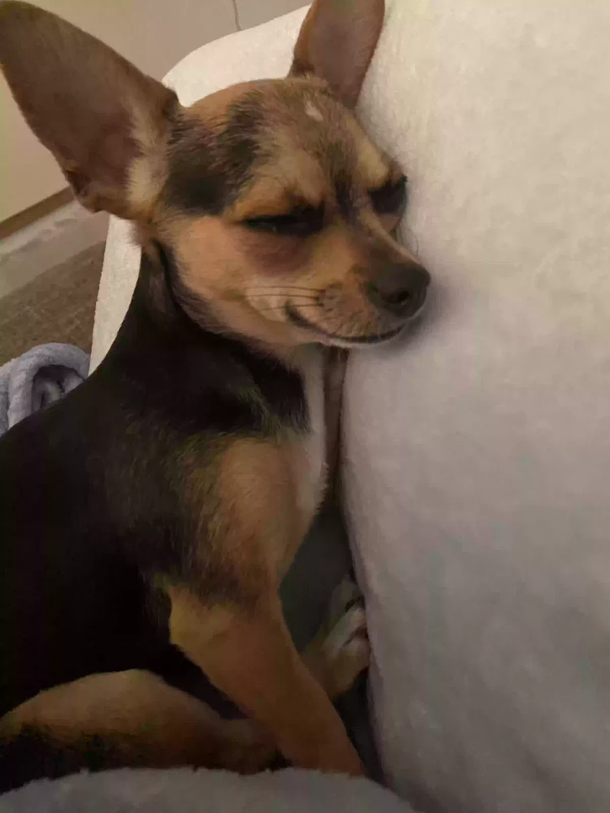 Lost dog in Tucson, AZ, 85706
