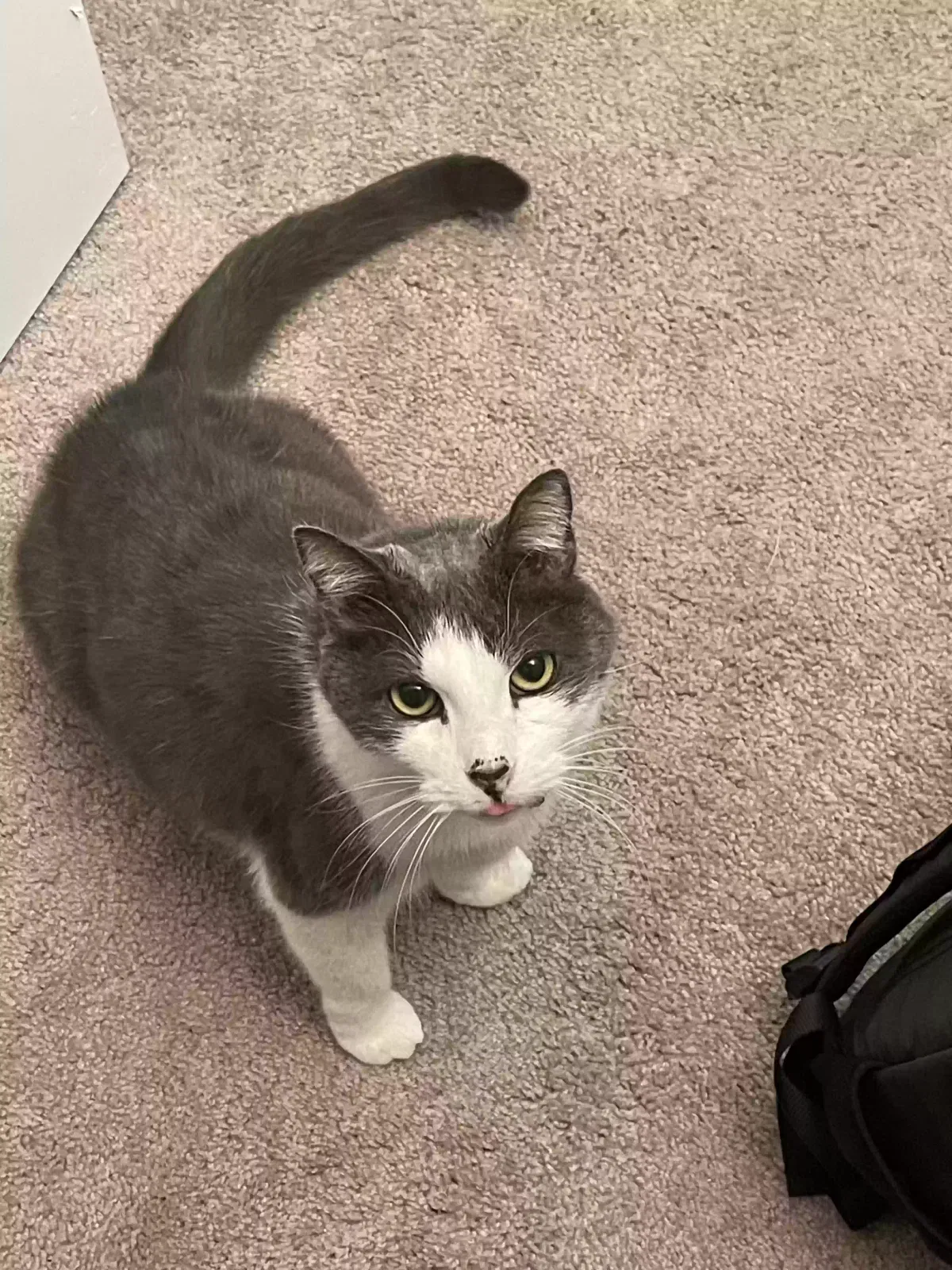 Lost cat in Atlanta, GA, 30339