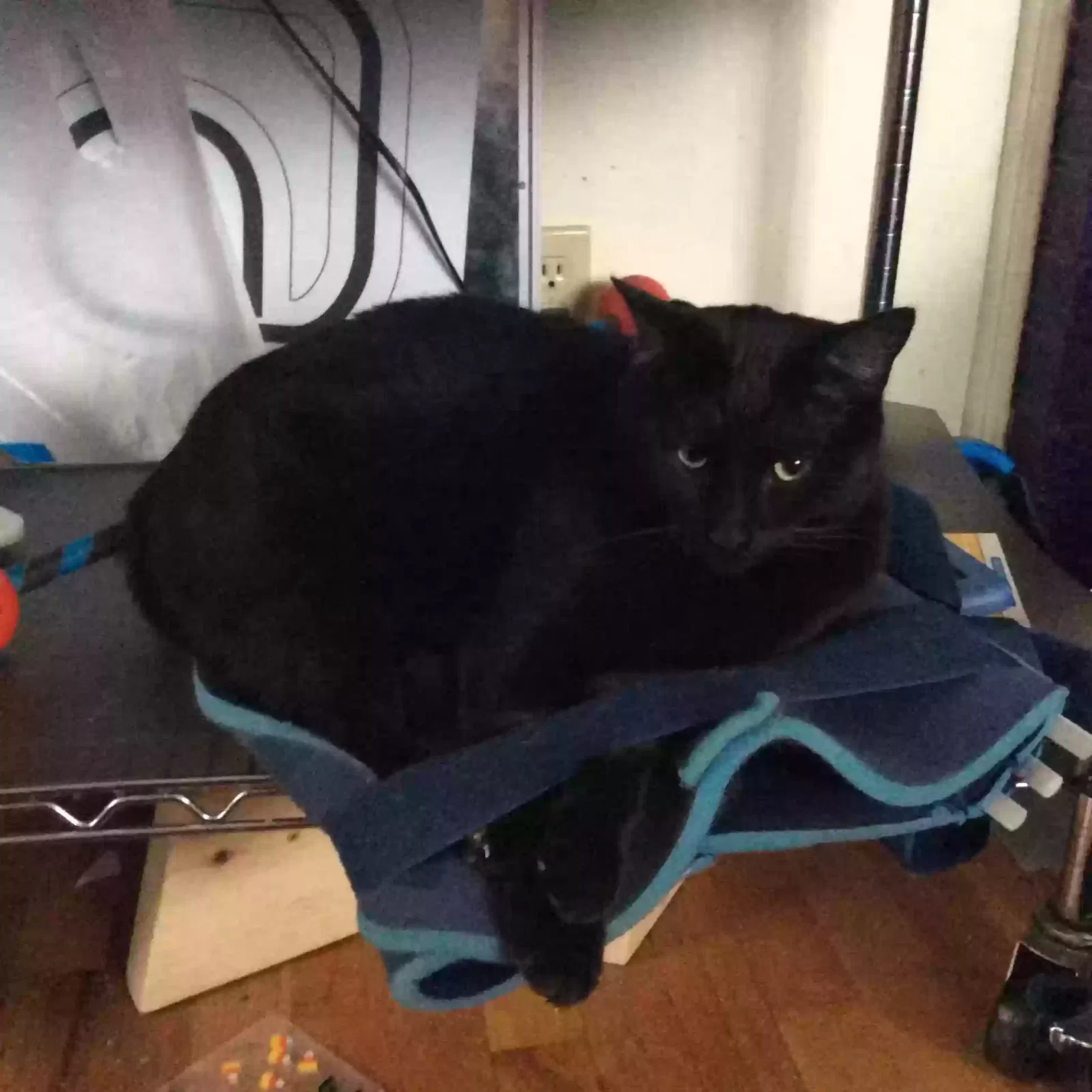Lost cat in Okemos, MI, 48864