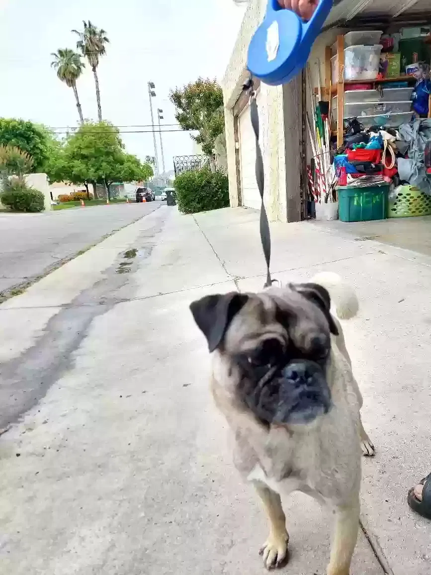 Found dog in Panorama City, CA, 91402