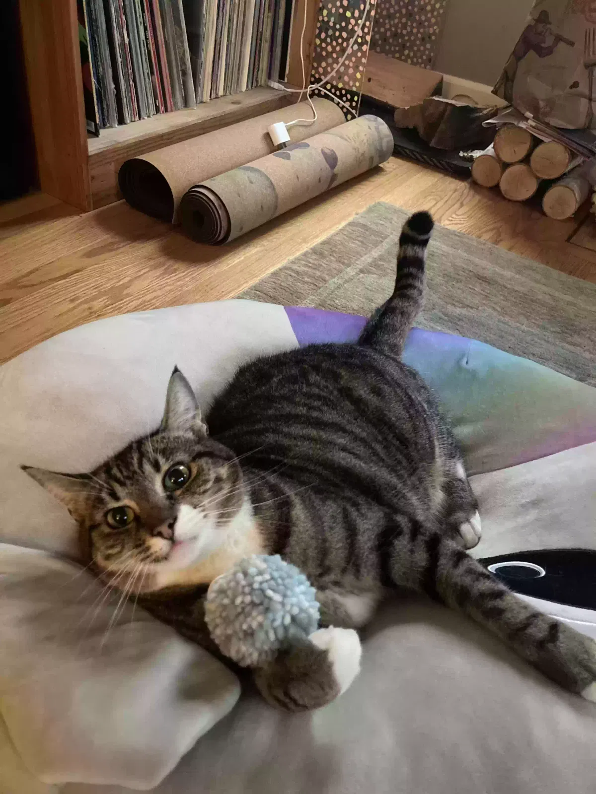 Lost cat in Portland, OR, 97218