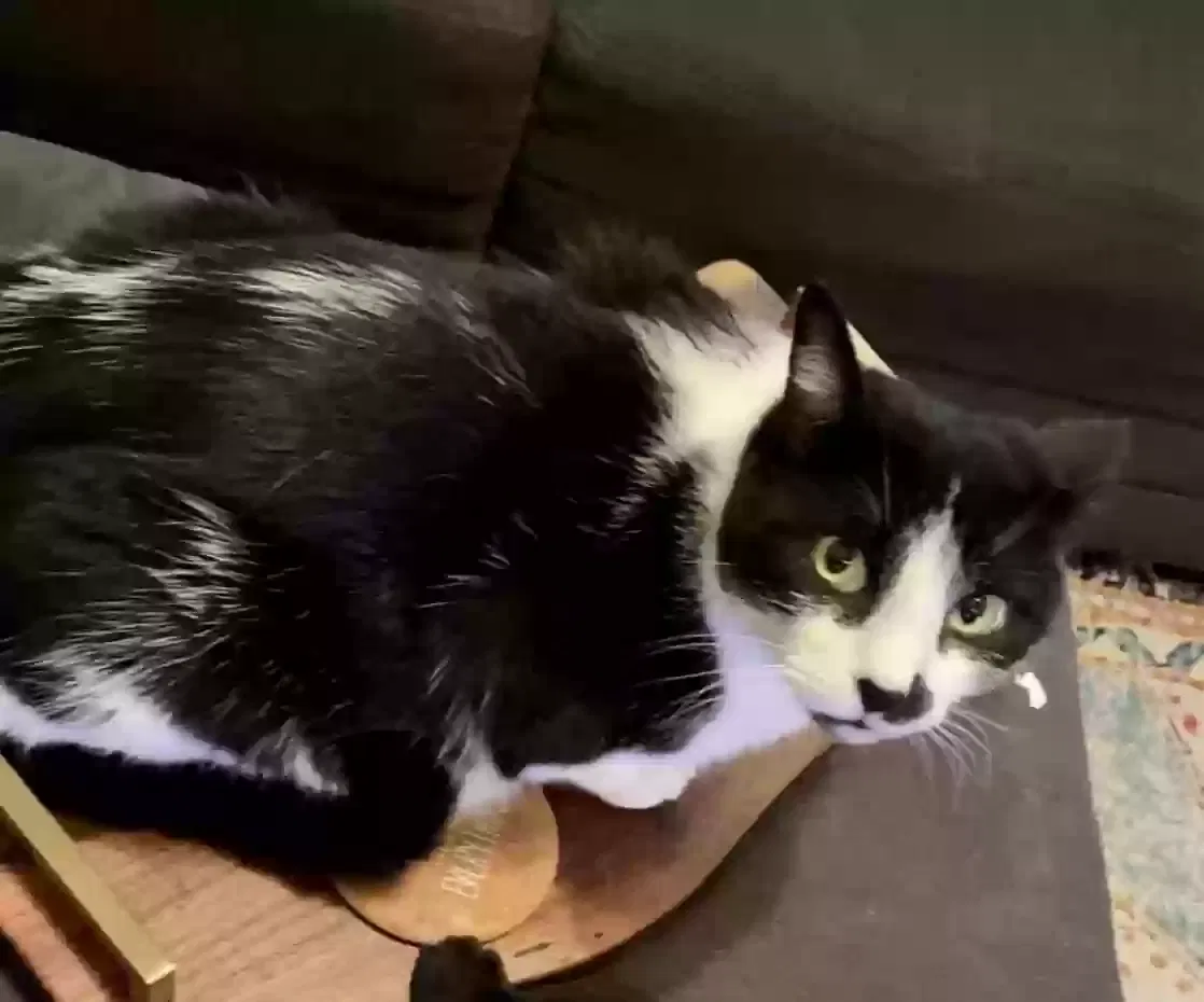 Lost cat in Alabaster, AL, 35007