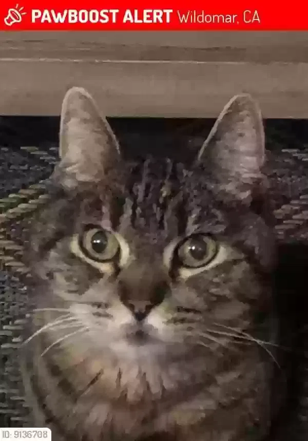Lost cat in Lake Elsinore, CA, 92530