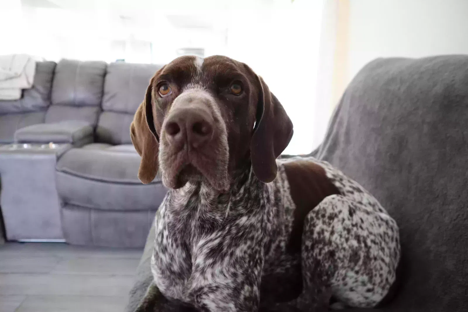 Lost dog in Perris, CA, 92570