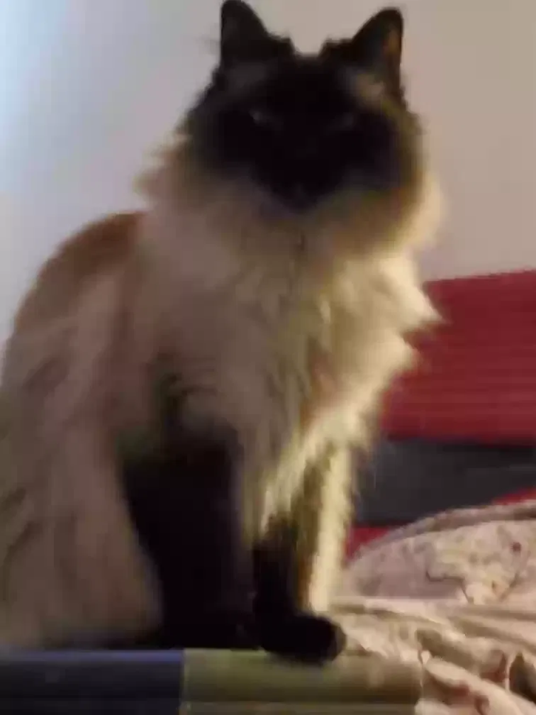 Lost cat in Greeley, CO, 80634