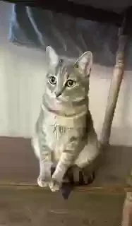 Lost cat in Surprise, AZ, 85387