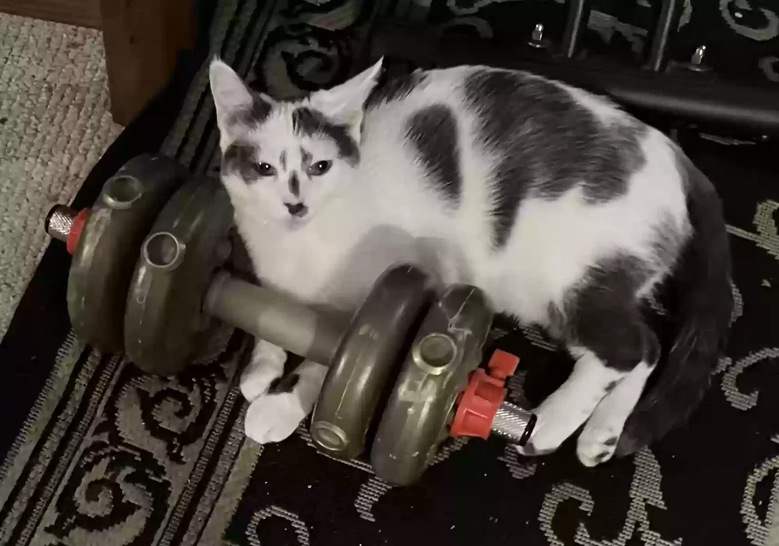 Lost cat in Great Neck, NY, 11021