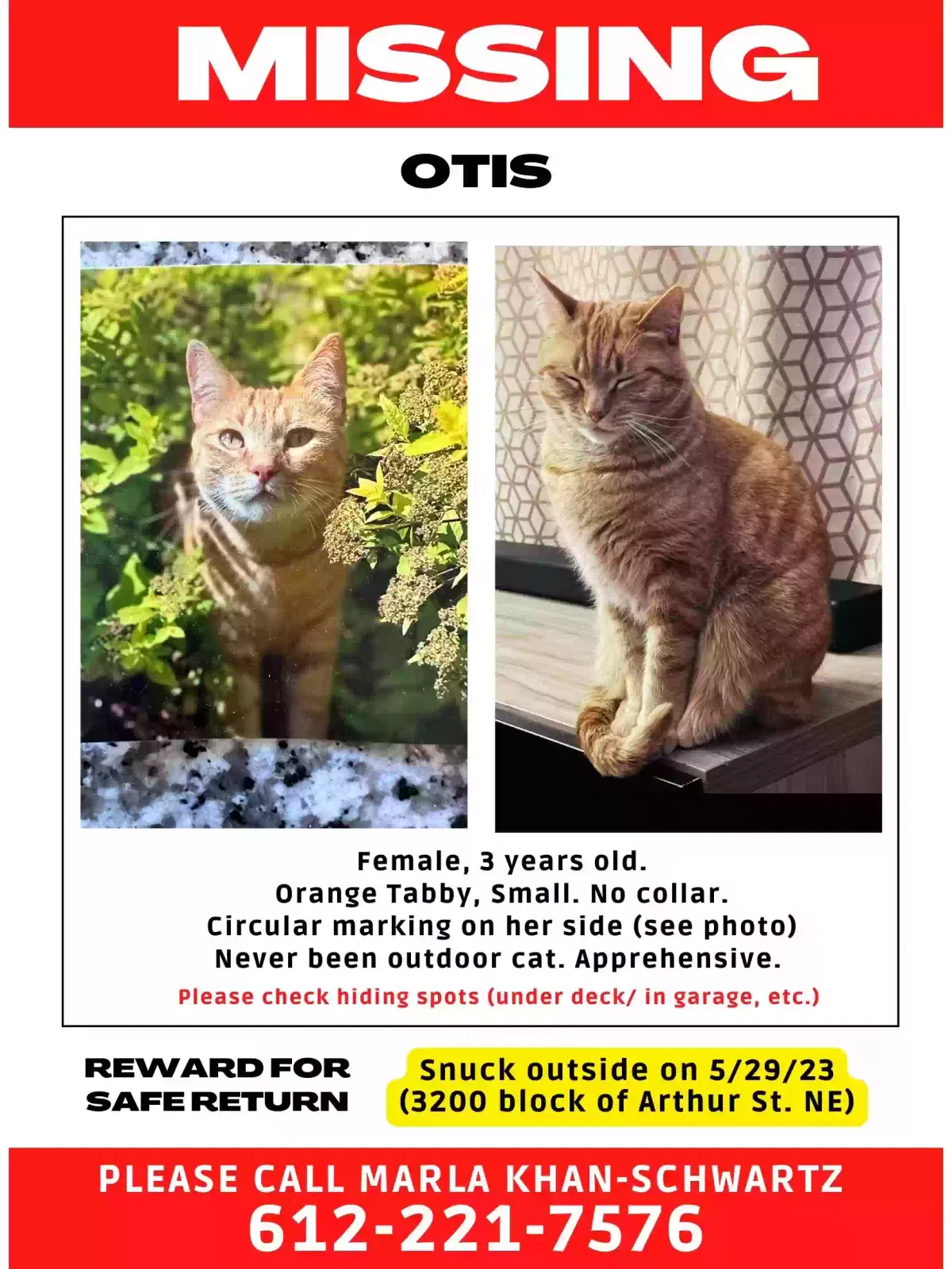 Lost cat in Minneapolis, MN, 55418