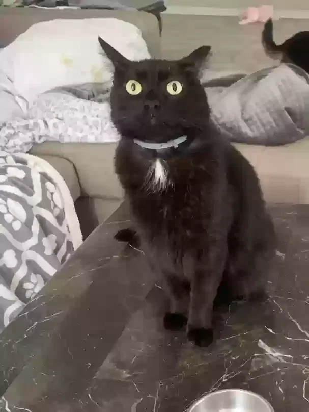 Lost cat in Tampa, FL, 33618