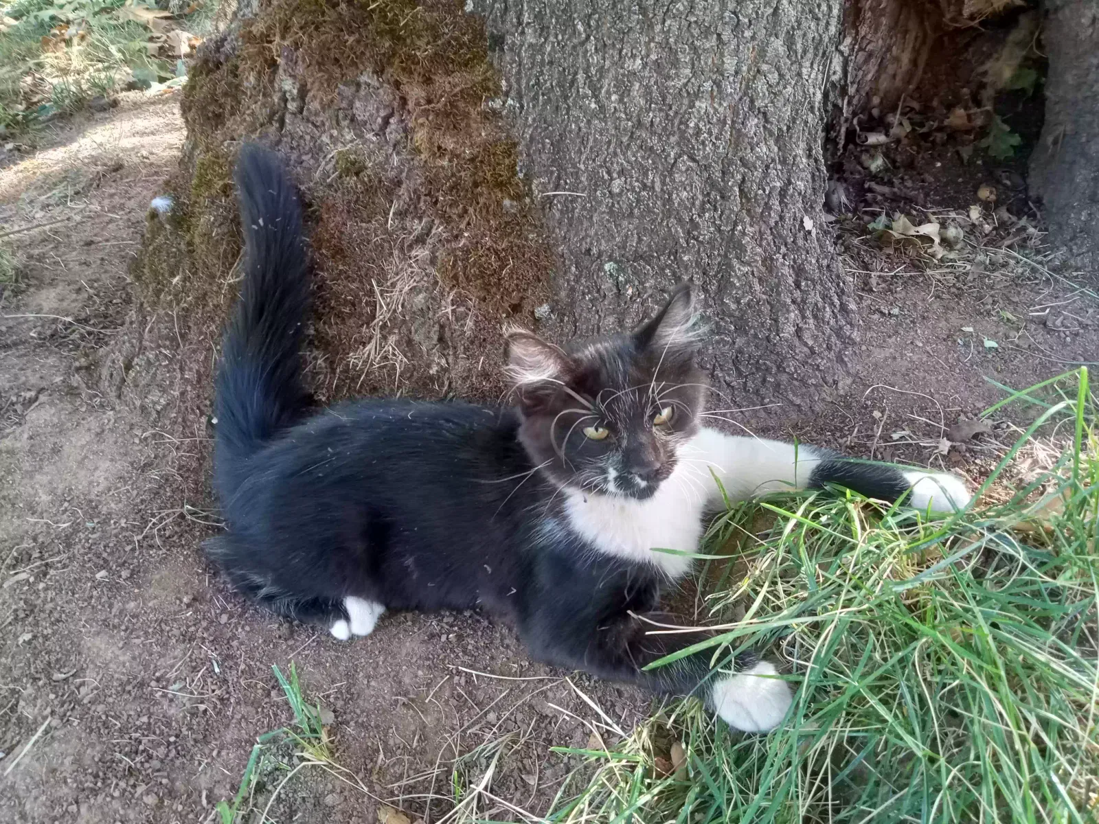 Lost cat in Somerset, CA, 95684