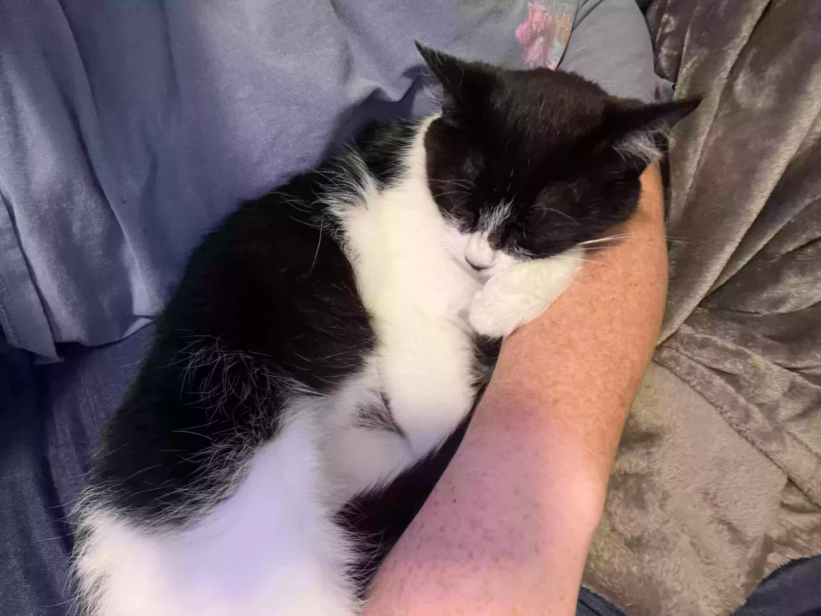 Found cat in Hamilton, OH, 45011