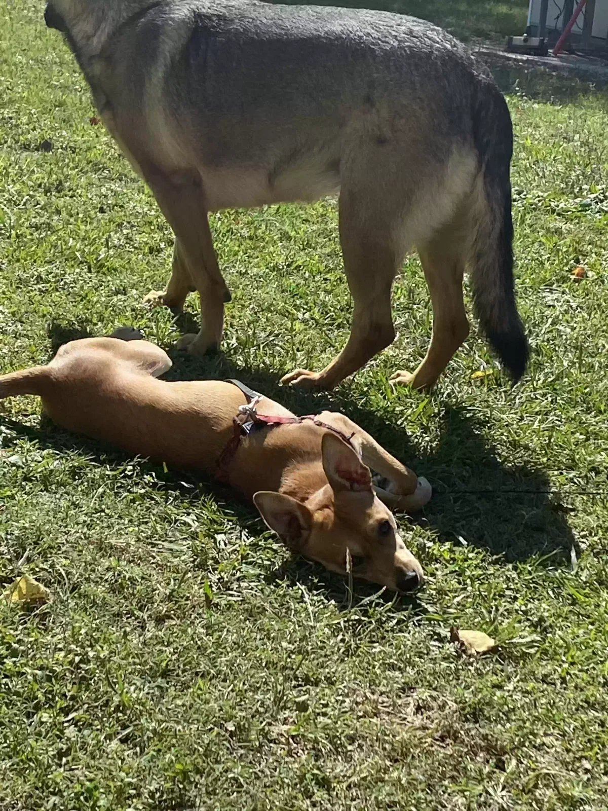 Lost dog in Santa Fe, TX, 77517
