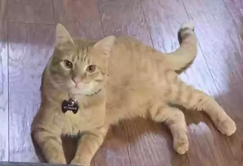 Lost cat in Unknown, OR, 97003