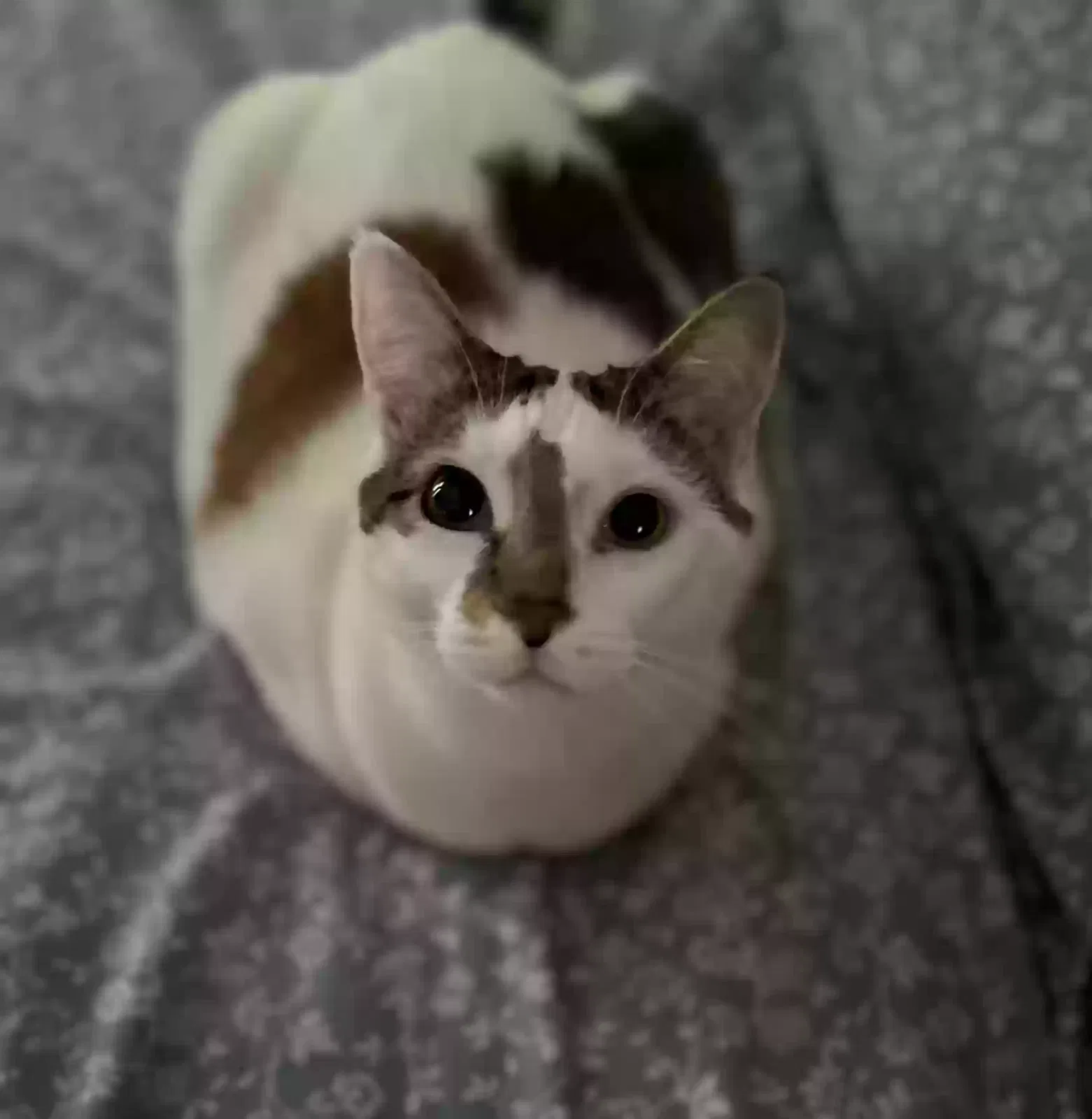 Lost cat in Chester Springs, PA, 19425