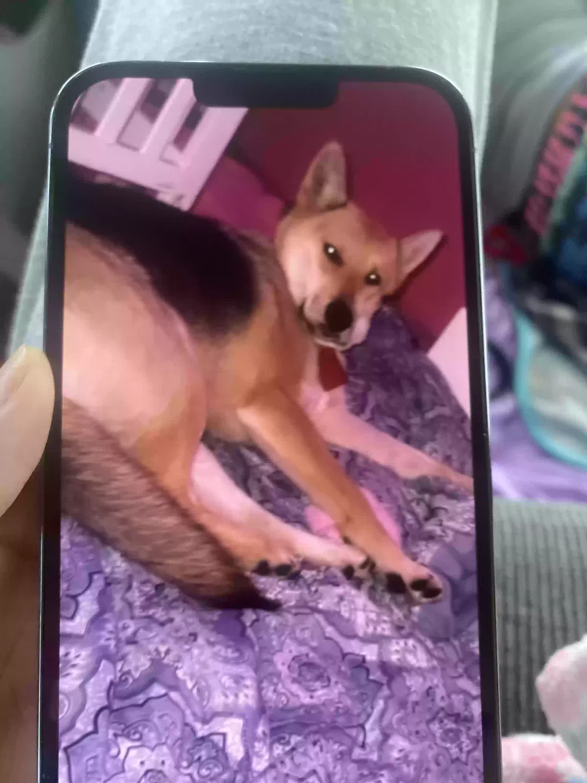 Lost dog in Hesperia, CA, 92345