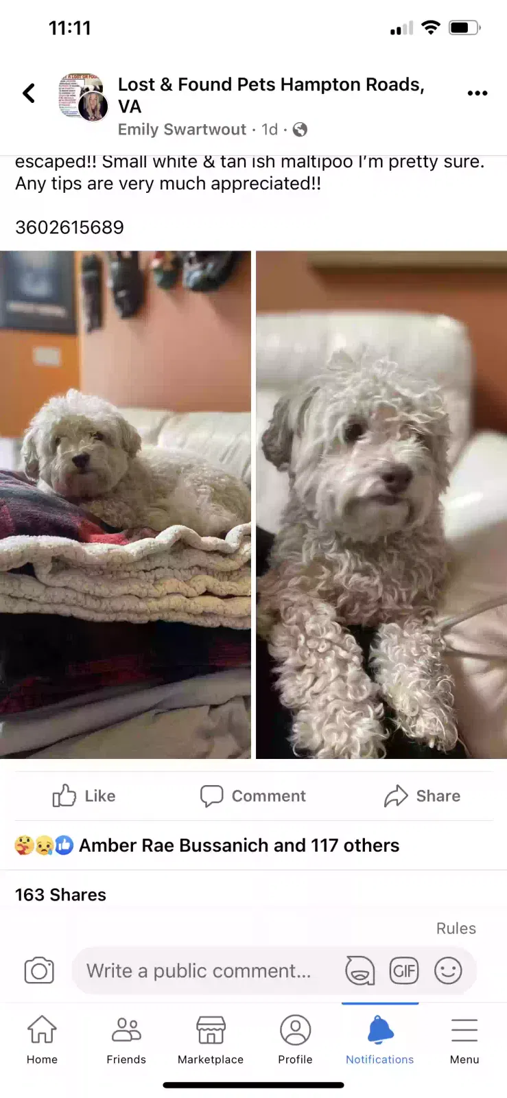 Lost dog in Chesapeake, VA, 23322
