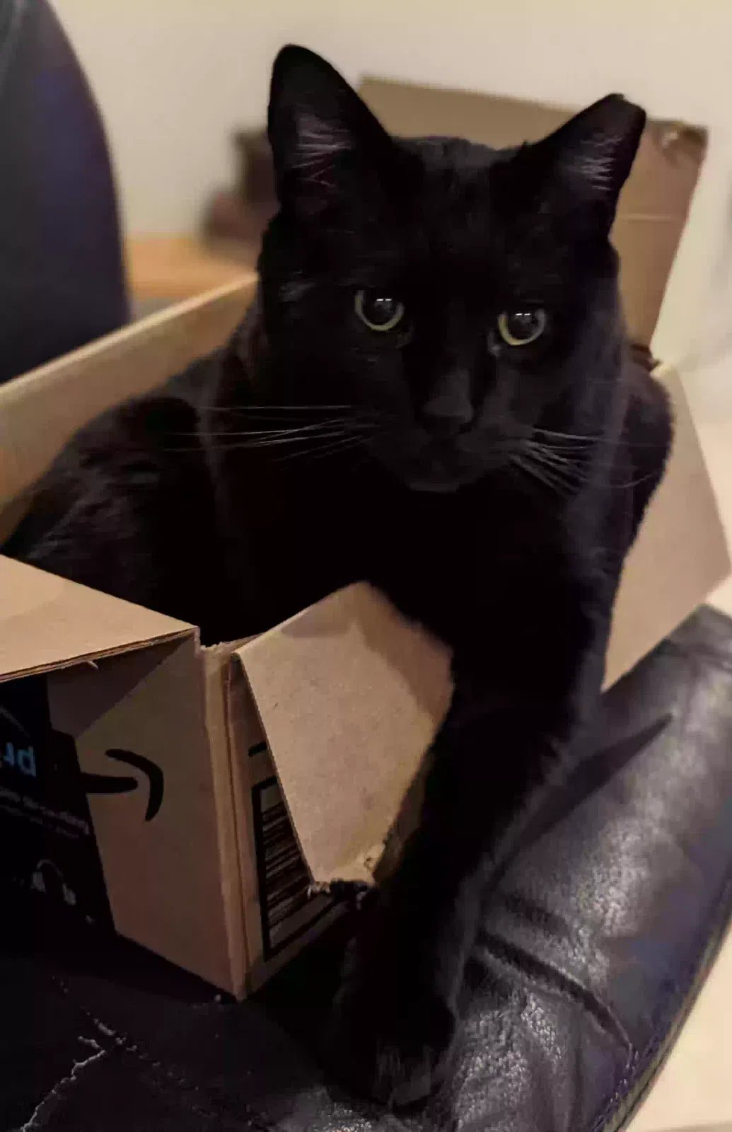 Lost cat in Las Vegas, NV, 89101