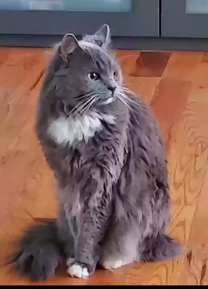 Lost cat in Brooklyn, NY, 11212