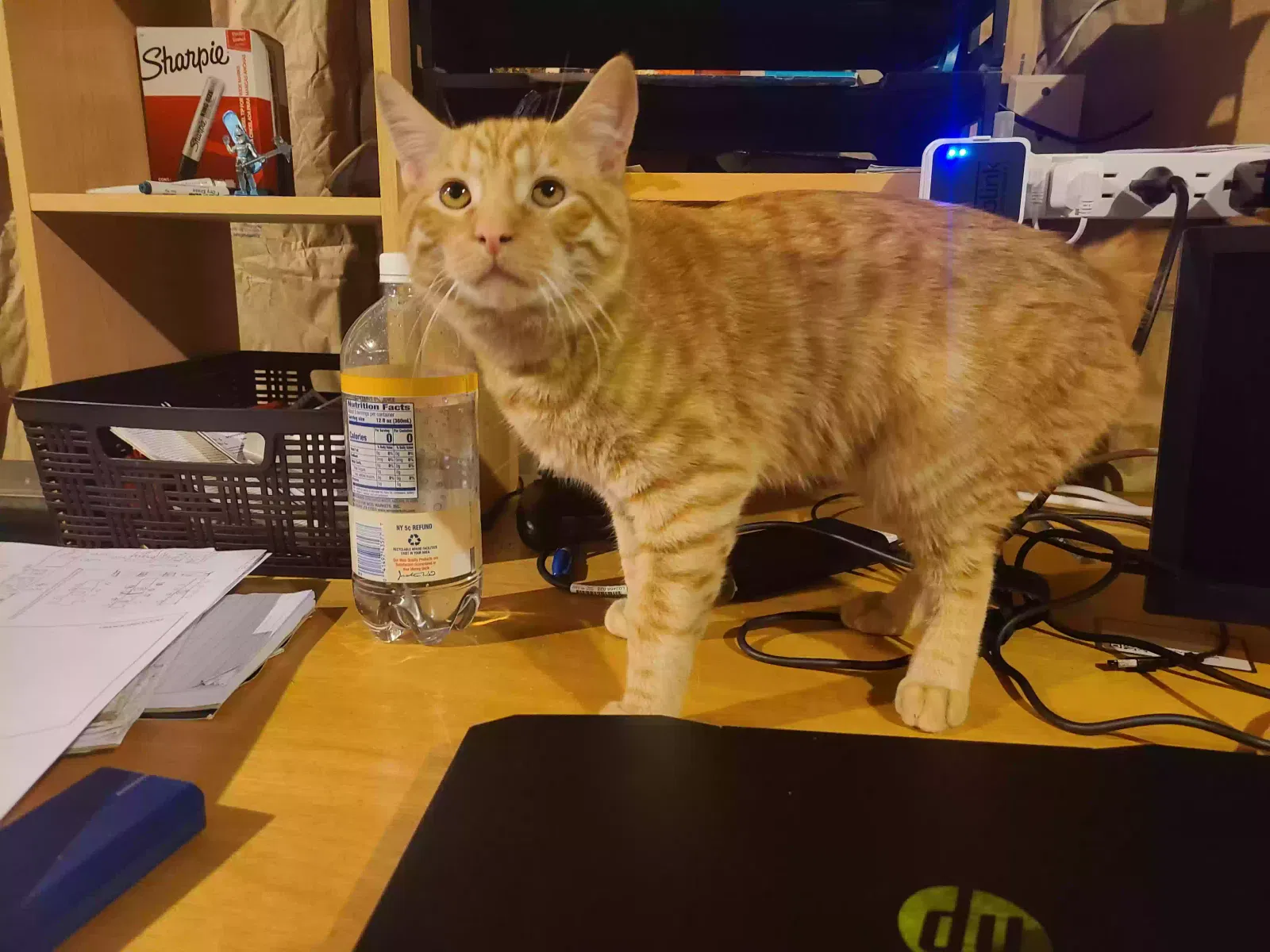Lost cat in Lake Ariel, PA, 18436