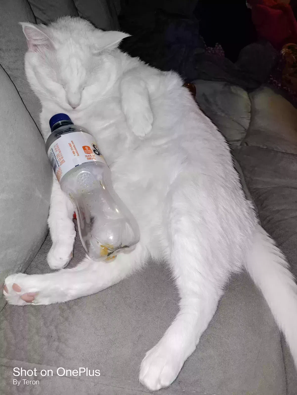Lost cat in Clarksville, TN, 37040