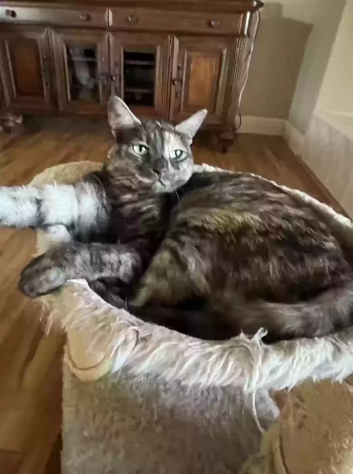 Lost cat in Yuba City, CA, 95993