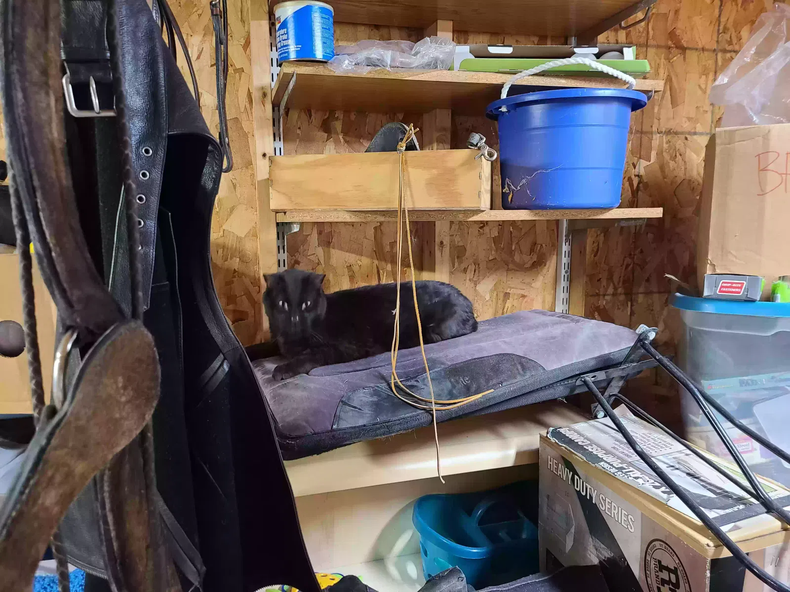 Lost cat in Maple Park, IL, 60151