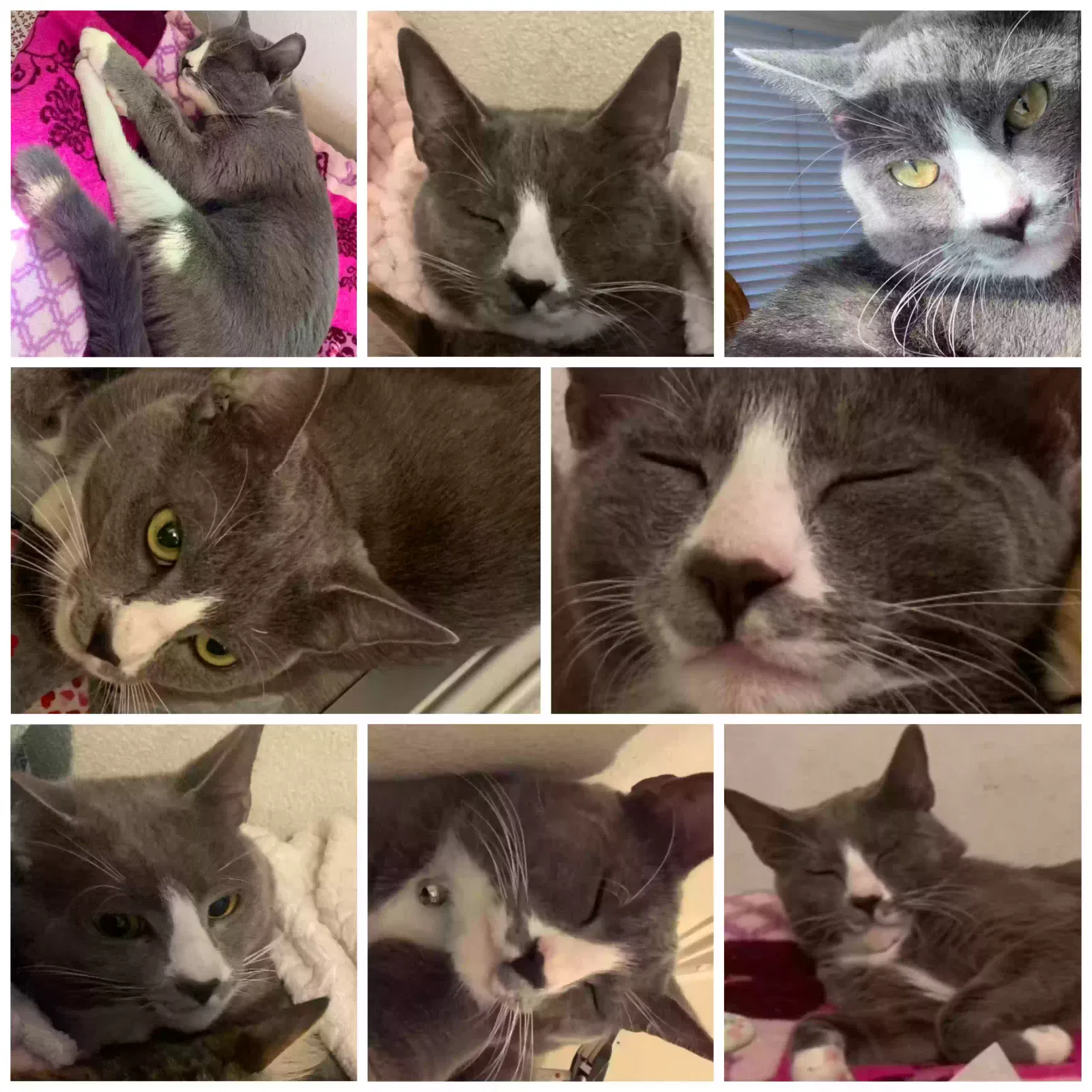 Lost cat in Anaheim, CA, 92804
