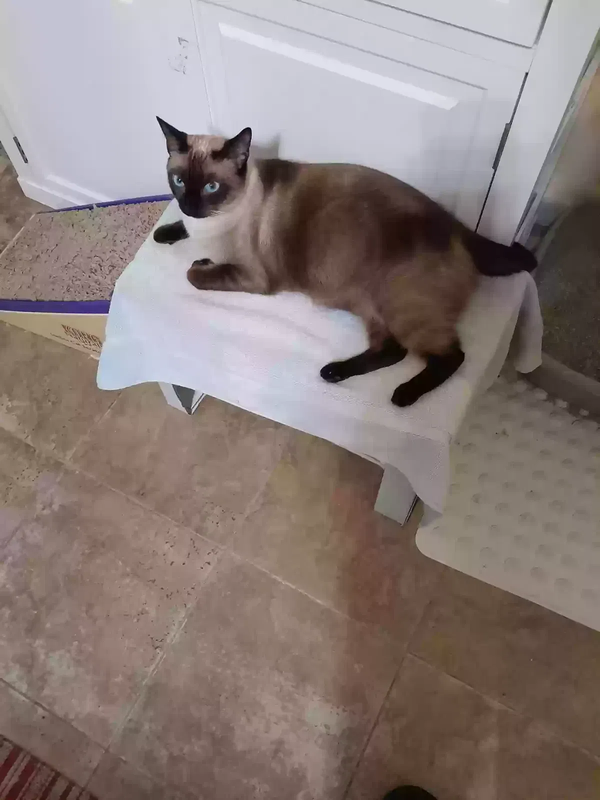 Lost cat in Aiea, HI, 96701