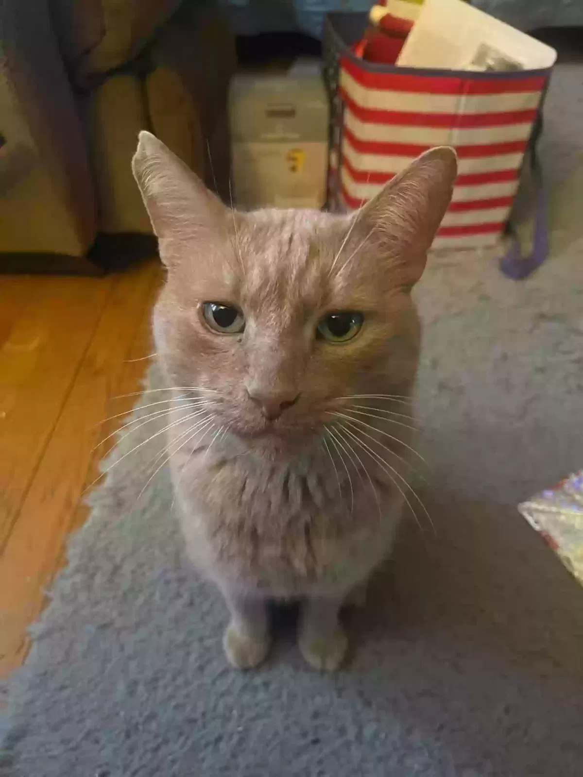 Lost cat in Pittsburgh, PA, 15235