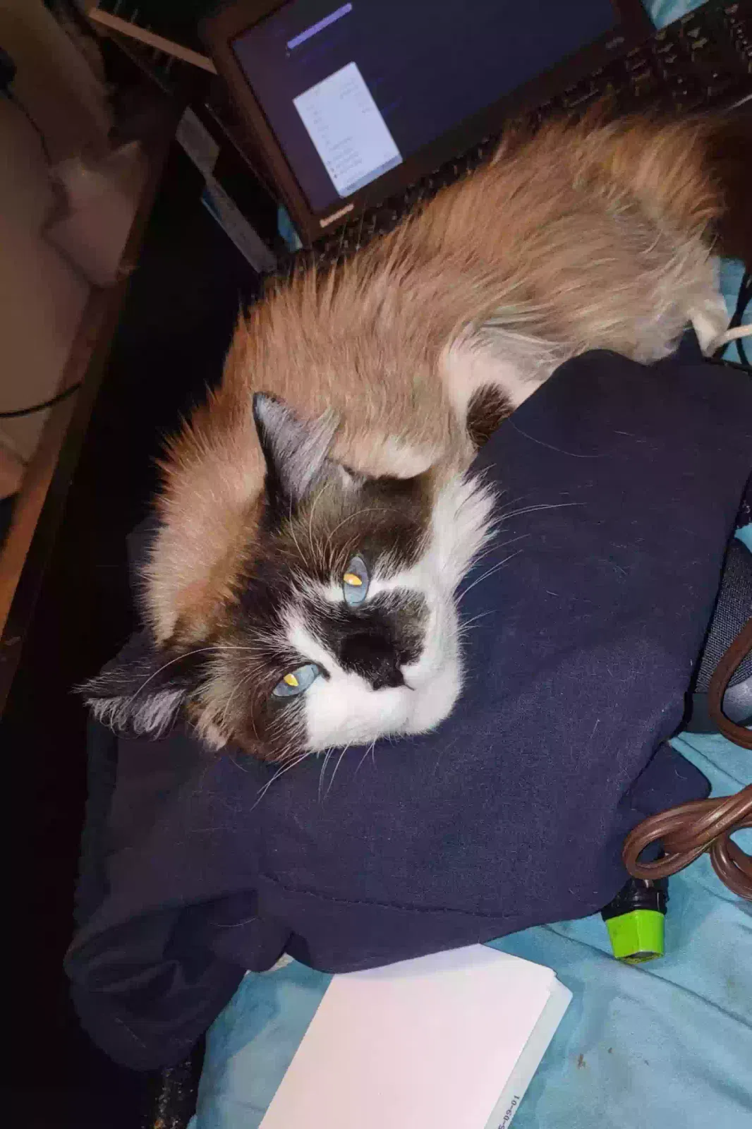 Lost cat in Wheat Ridge, CO, 80033