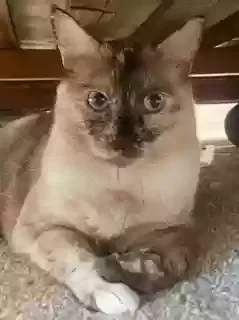 Lost cat in Unknown, CA, 0