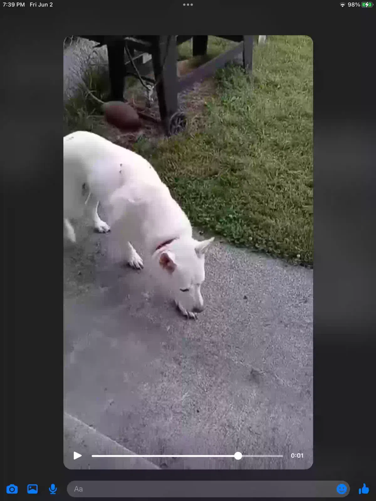 Found dog in Marysville, WA, 98270