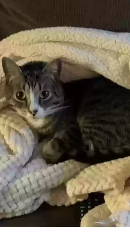 Lost cat in Waxahachie, TX, 75165