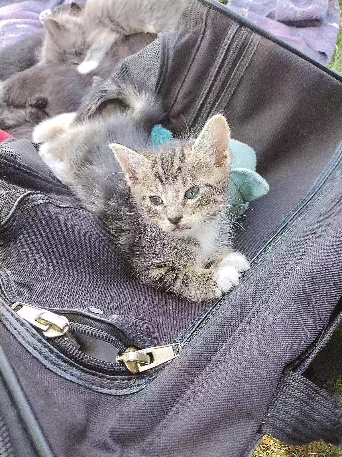 Lost cat in Phoenix, AZ, 85007