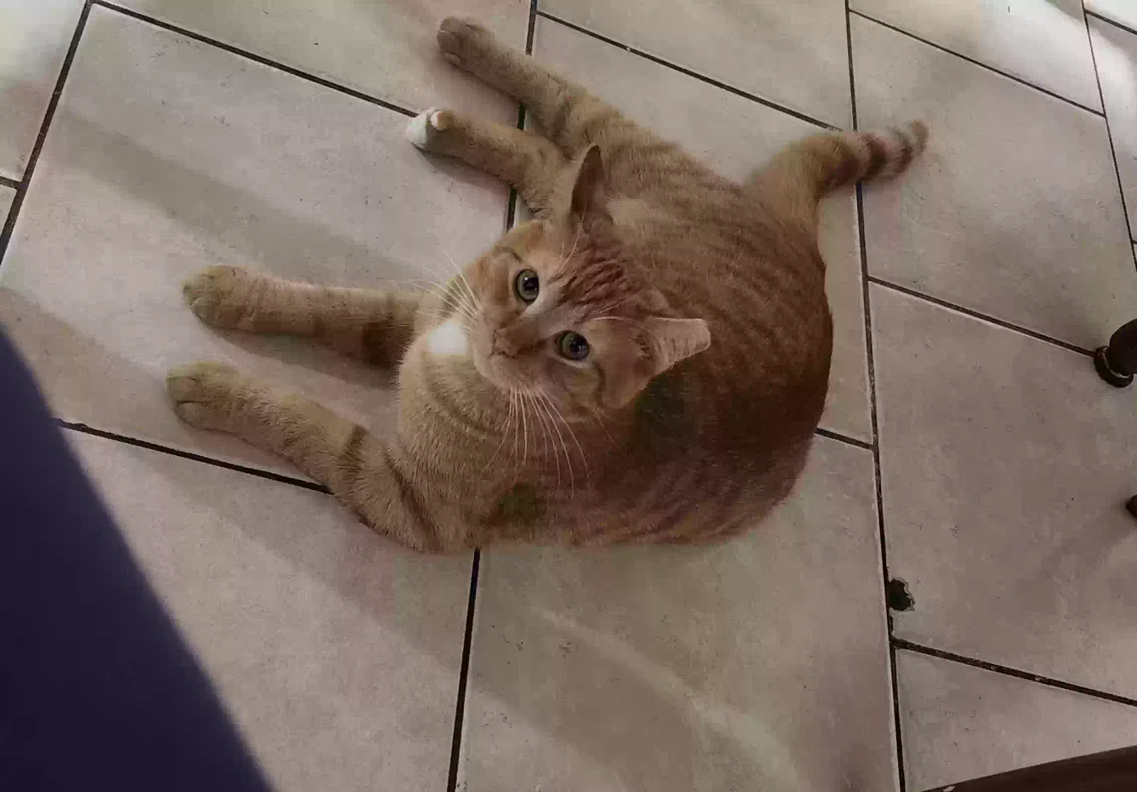 Lost cat in Port Washington, WI, 53074