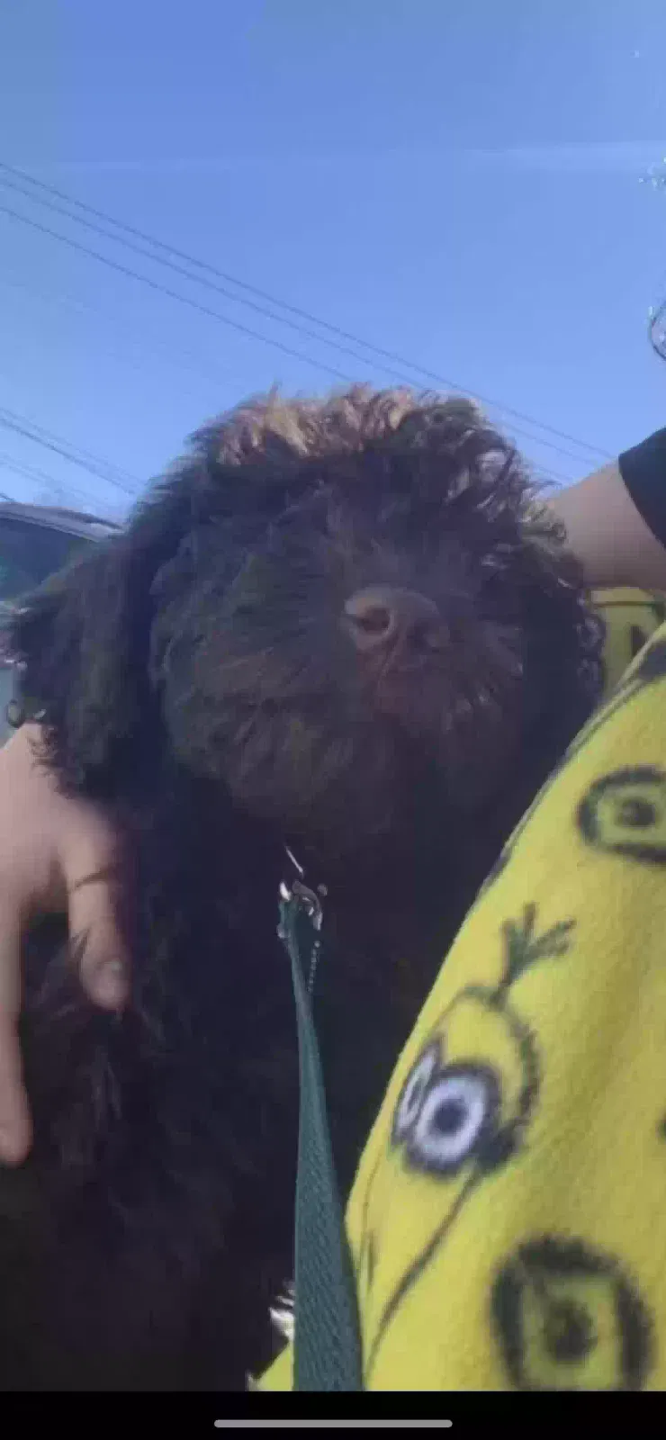 Lost dog in Old Hickory, TN, 37138