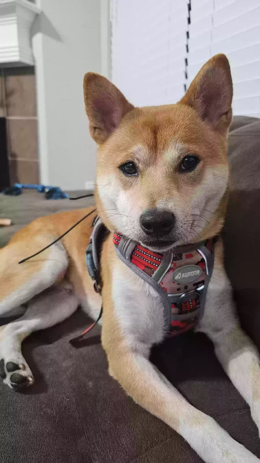 Lost dog in Goshen, IN, 46526