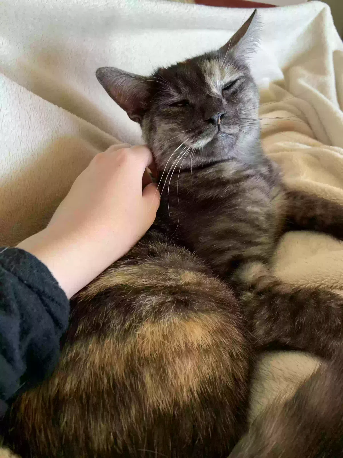 Lost cat in Yuba City, CA, 95993