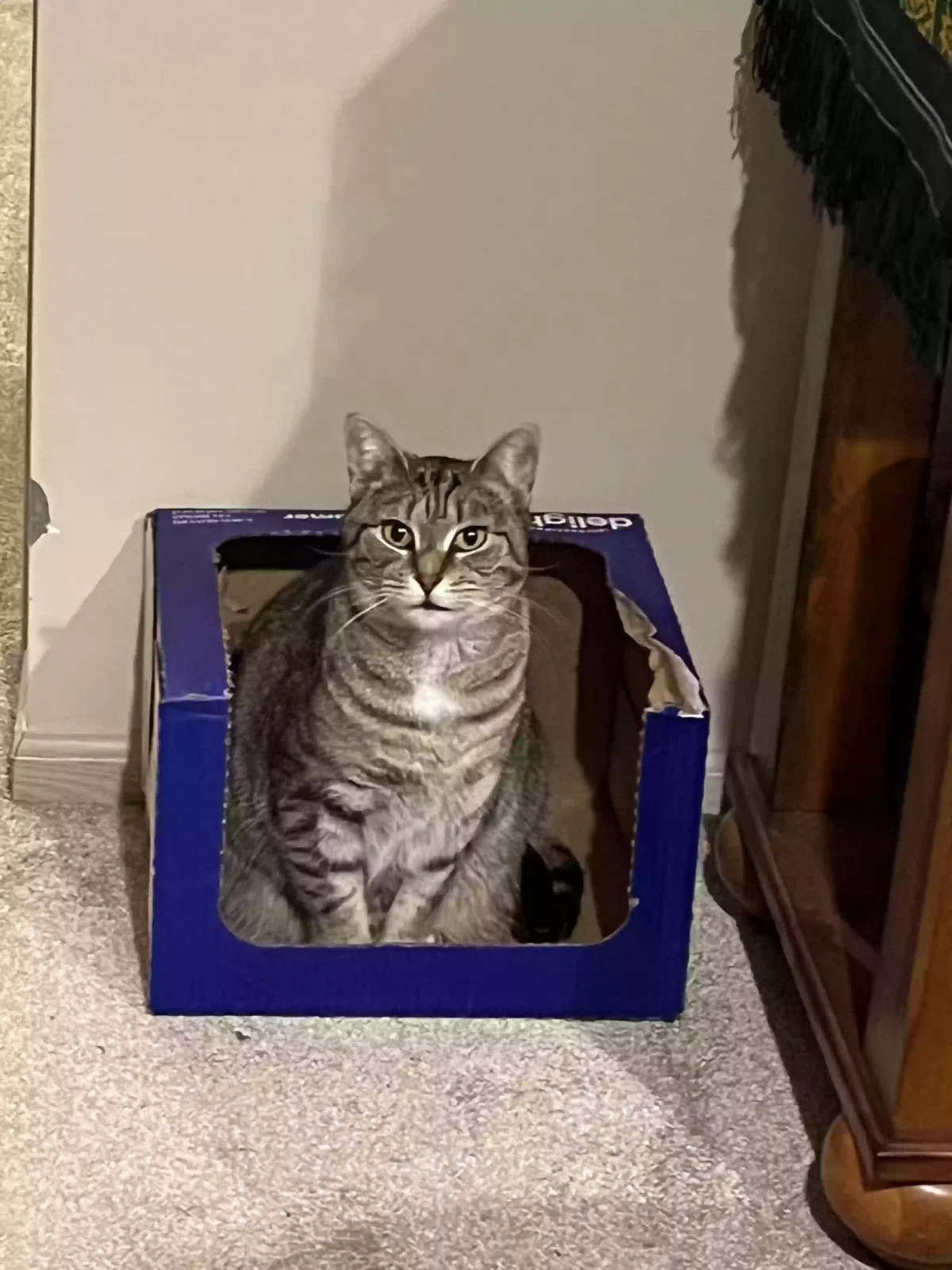 Lost cat in Columbus, OH, 43230