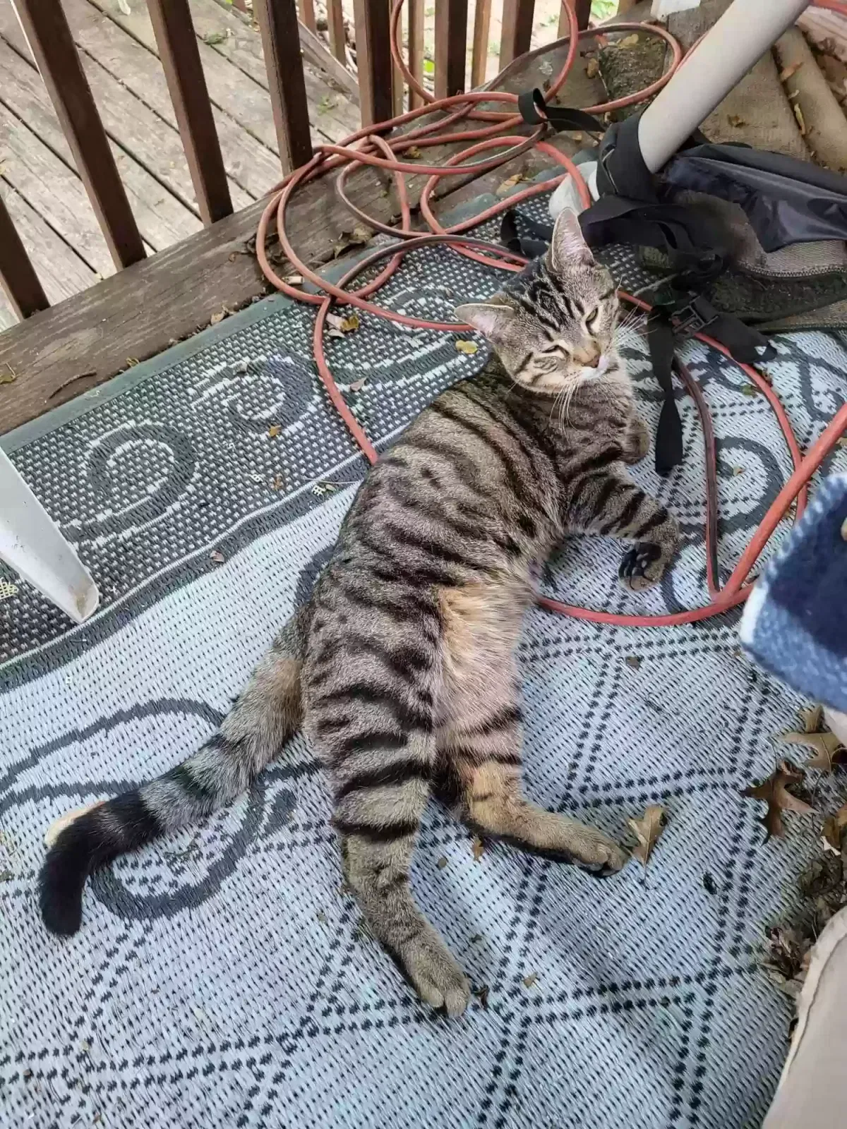 Found cat in Columbus, OH, 43230