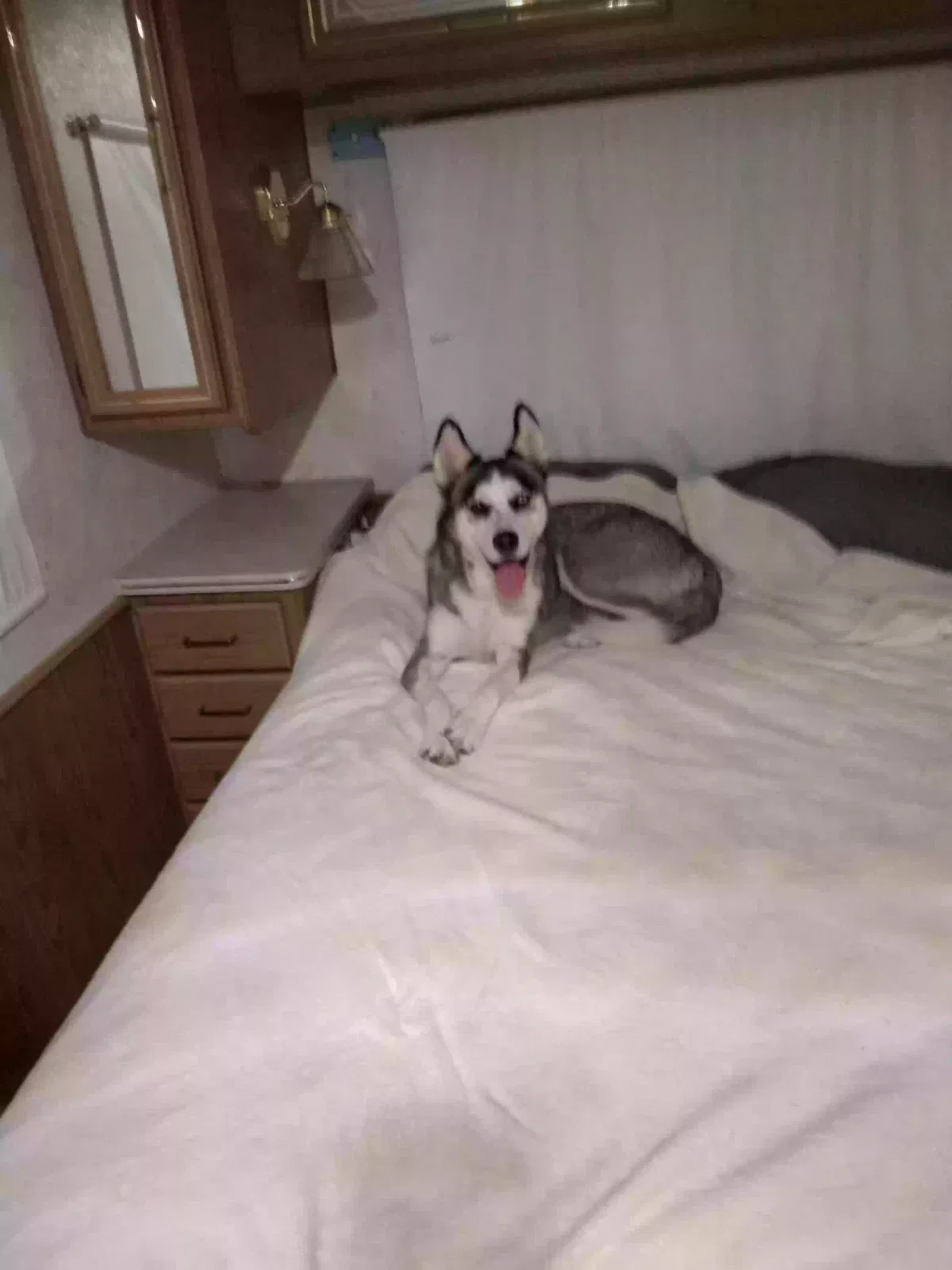 Found dog in Indialantic, FL, 32903