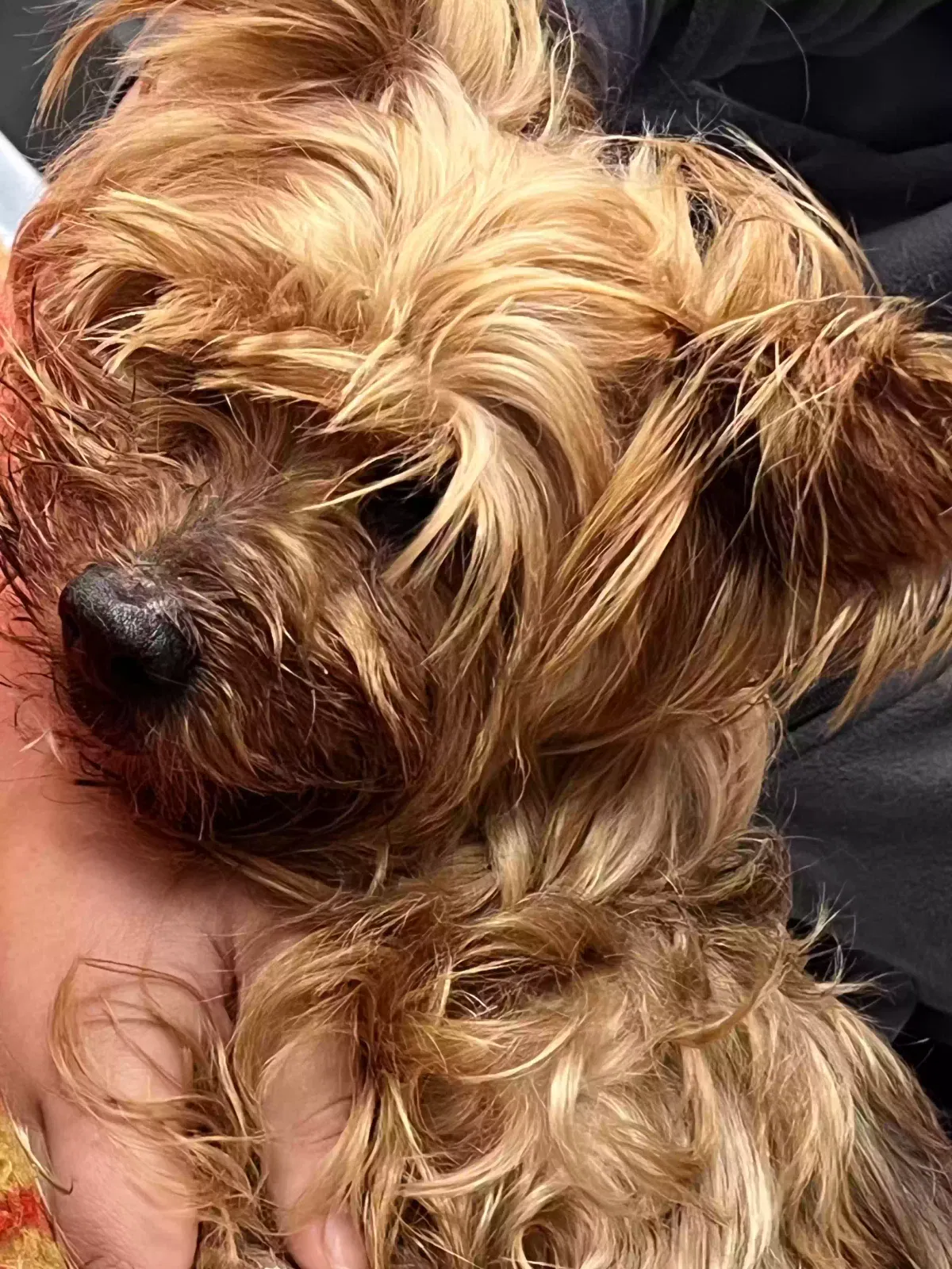 Found dog in Boynton Beach, FL, 33426
