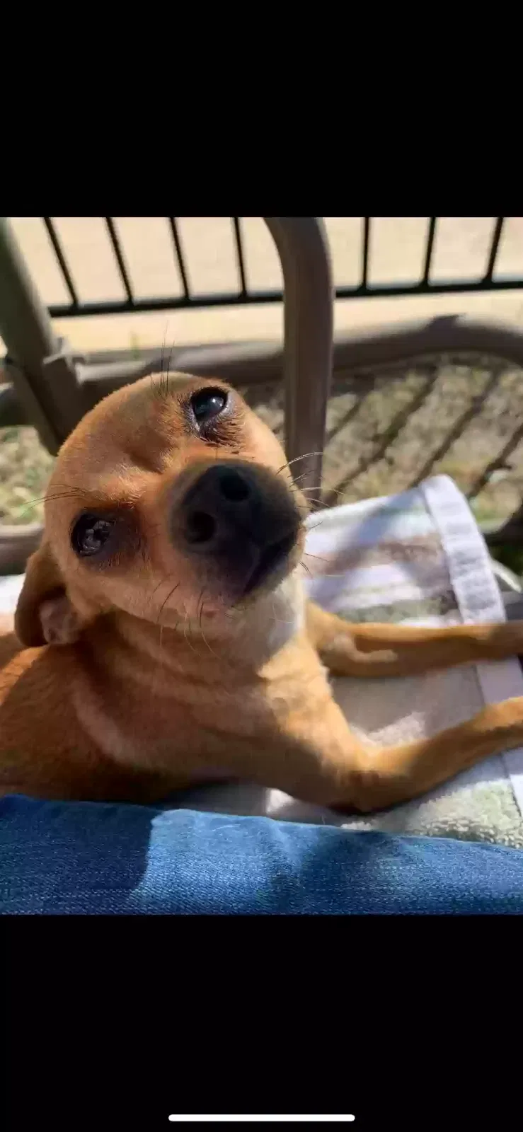 Lost dog in Tucson, AZ, 85714
