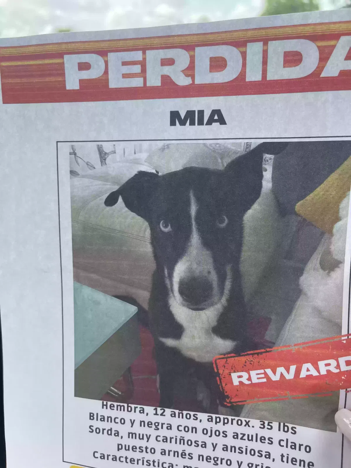 Lost dog in Miami, FL, 33135