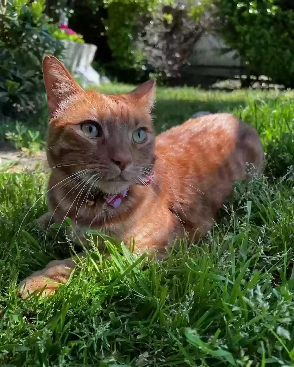 Lost cat in Stockton, CA, 95206